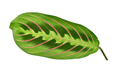 Leaf of Maranta tricolor isolated on transparent background, PNG. - obrazy, fototapety, plakaty