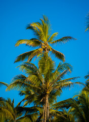 Fototapeta na wymiar palm tree on blue sky background