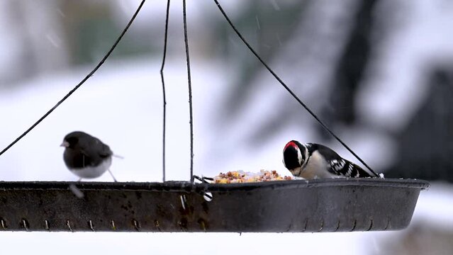 Birds come and go to our Tray Feeder during a January Winter snowfall in Windsor in Upstate NY.