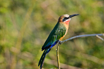 Wunderschöne bunte Vögel in Afrika