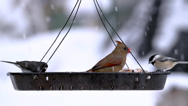 Birds come and go to our Tray Feeder during a January Winter snowfall in Windsor in Upstate NY.