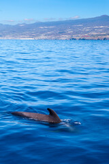 Obraz premium Whalewatching Tenerife: Pilot whales