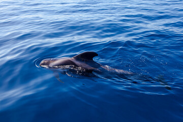 Whalewatching Tenerife: Pilot whales