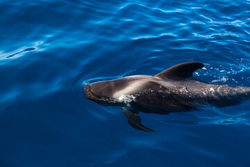 Whalewatching Tenerife: Pilot whales