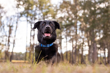 Black German Shepherd mix with floppy ears at a park.
