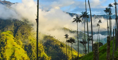 Foto op Canvas Paisaje de palma de cera en toche ibague tolima colombia © Jaroga