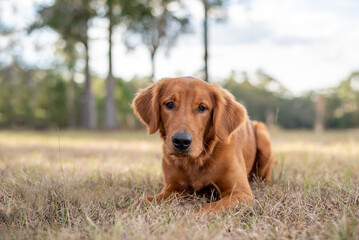 Young golden retriever playing outside. Dog laying down. 