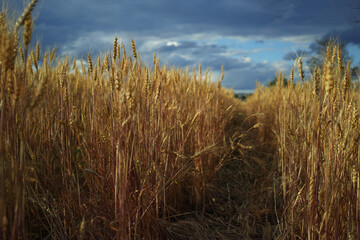 Wheat