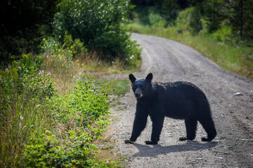 Black Bear, Blacktail Plateau Drive, Yellowstone