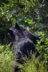 Black Bear, Blacktail Plateau Drive, Yellowstone