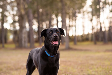 Black German Shepherd mix with floppy ears at a park.