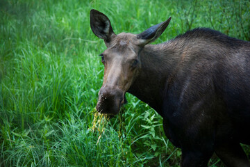 Fototapeta premium Moose encounter, Glen Creek, Yellowstone National Park