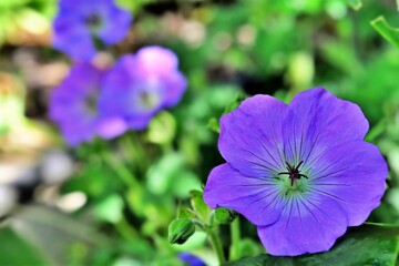 Piękny niebieski kwiat bodziszka (Geranium) odmiany 'Buxton'