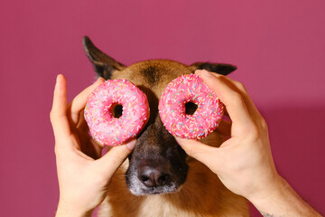 Portrait of German Shepherd on pink studio background with two sweet donuts. Harmful fatty food,...