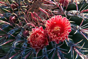 Kaktusblüten Mexiko