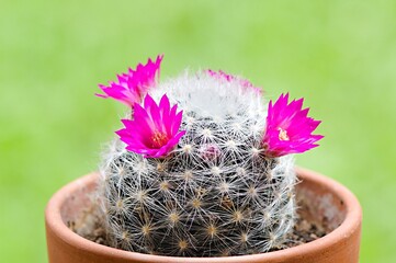 Piękne różowe kwiaty młodego kaktusa Mamilaria - obrazy, fototapety, plakaty