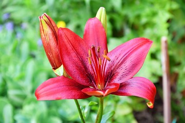 Piękny dorodny czerwony kwiat lilii azjatyckiej