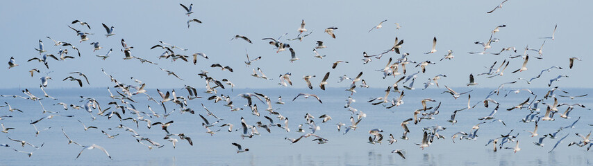 Wildlife panorama, background banner and texture of Larus Charadriiformes or White Seagull on a sea, flies over the water. Population flying birds in group. Ornithology Bird in mangrove Thailand.