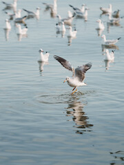 Wildlife, Larus Charadriiformes or White Seagull on sea, flying soaring out of the water. There is flock of birds in background blur. Ornithology Bird in mangrove Thailand. Free space for text input.