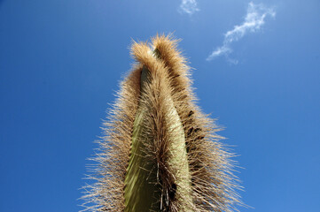 Kaktus in der Wüste Mexiko