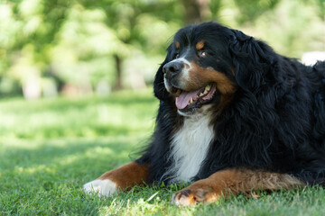 Happy Dog playing outside