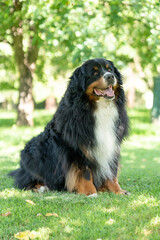 Happy Dog playing outside