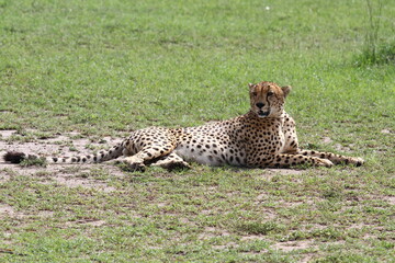 Cheetah resting in bright sunlight on green grass