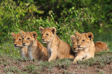 Naklejka na ściany i meble Five cute lion cubs looking into the camera, resting on a hill