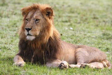 Portrait of a lion with dark mane lookind sideways, stalking prey