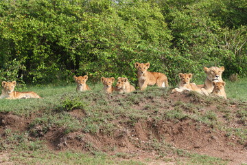 Naklejka na ściany i meble Lioness and seven lion cubs resting in the ridge of a small hill