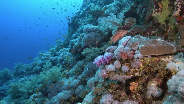 Underwater scene - Scuba diving in a Red Sea 