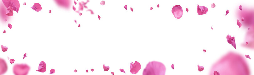 Fototapeta Tło różowych płatków róż na białym tle na przezroczystym białym tle. Walentynki tło. obraz