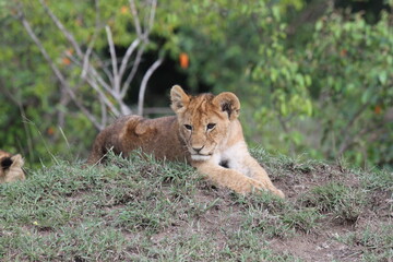 Fototapeta na wymiar Cute lion cub resting on a small hill, bushes at backgroound