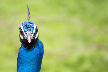 portrait of a peacock