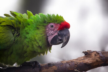 The Great Green Macaw, Ara ambiguus, Buffon's Macaw parrot