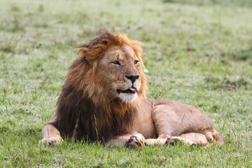 Obraz na płótnie Canvas Portrait of a lion with dark mane resting o green grass looking into camera