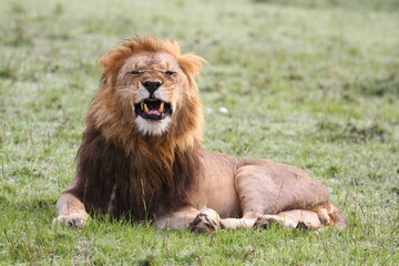 Obraz na płótnie Canvas Portrait of a lion with dark mane resting o green grass