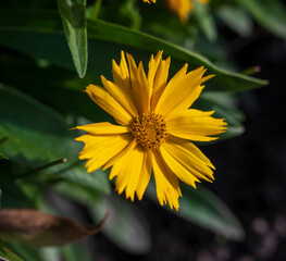 Yellow flower of Coreopsis plant with blurred background.