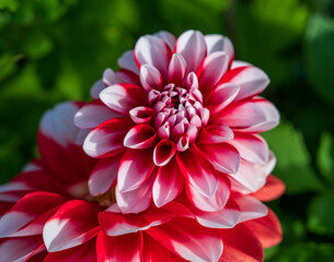 Red white flower of Dahlia pinnata plant with green blurred background.