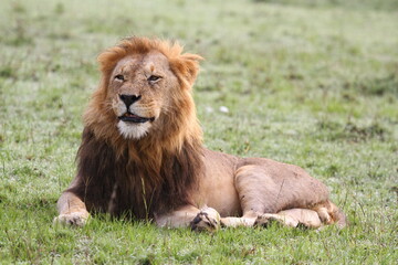 Portrait of a lion with dark mane resting o green grass