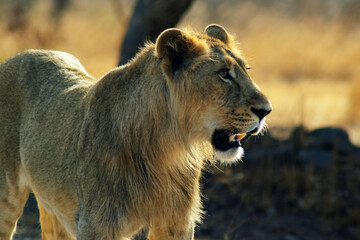 Lion