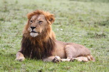 Fototapeta na wymiar Portrait of a lion with dark mane resting o green grass