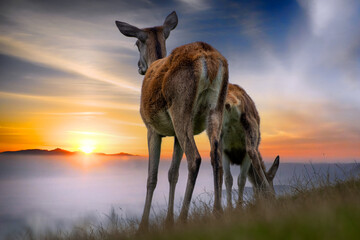 Alttier mit Kalb im Sonnenaufgang