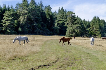 Obraz na płótnie Canvas Mountain landscape and beautiful horses on an autumn meadow, Plana mountain, Bulgaria 