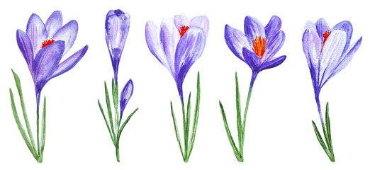 Obraz na płótnie Canvas Purple crocuses set five spring flowers cliparts isolated on white