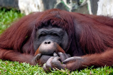 bornean orangutan