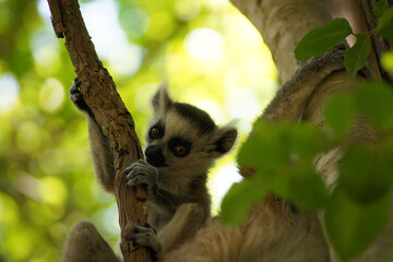 Kata lemur calf in Isalo National Park, Madagascar