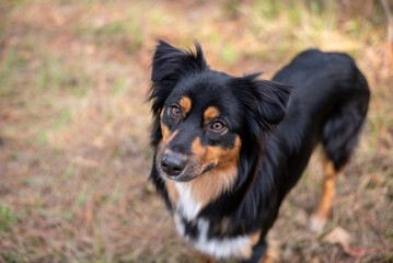 Australian Shepherd Tri Color Aussie outside at a park. 