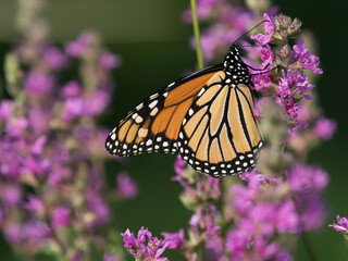 Monarch3