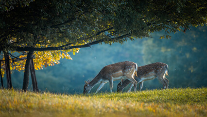 Fallow deer (Dama dama) in Autumn